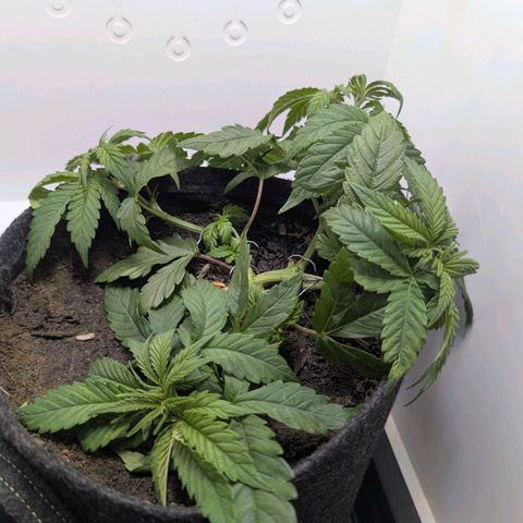 Frozen Black Cherry growlog timeline photo
