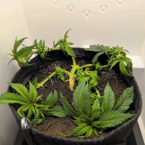 Frozen Black Cherry growlog timeline photo