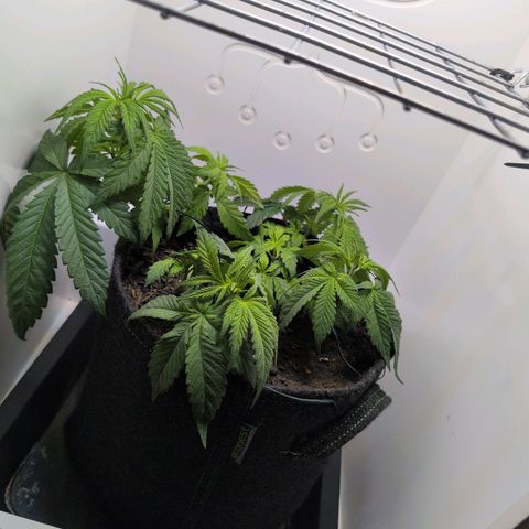 Frozen Black Cherry growlog timeline photo