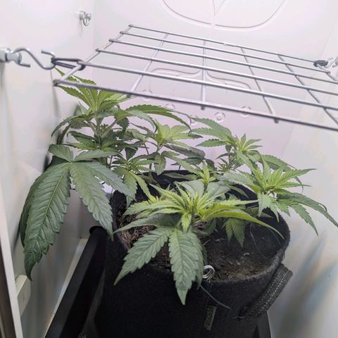 Frozen Black Cherry growlog timeline photo