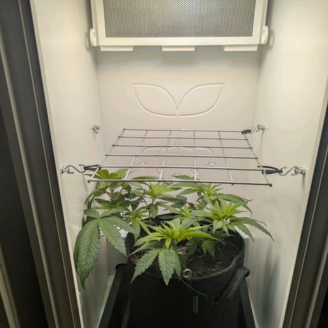 Frozen Black Cherry growlog timeline photo