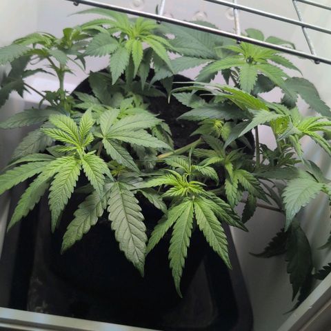 Frozen Black Cherry growlog timeline photo