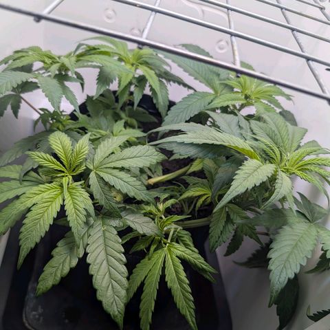 Frozen Black Cherry growlog timeline photo