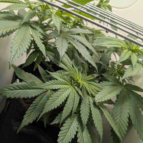 Frozen Black Cherry growlog timeline photo