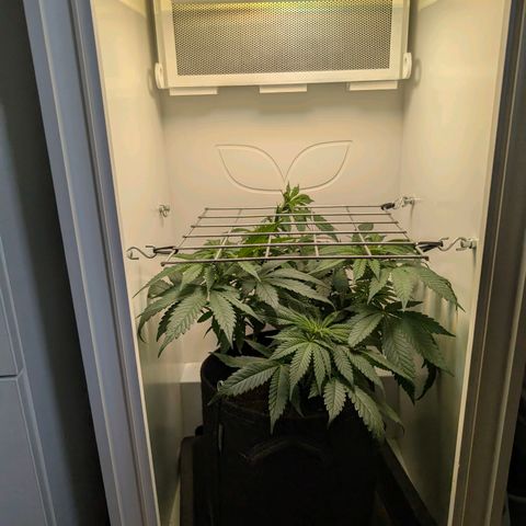 Frozen Black Cherry growlog timeline photo