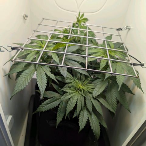 Frozen Black Cherry growlog timeline photo