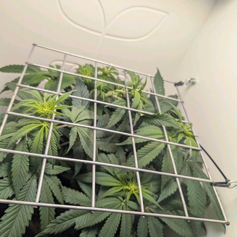 Frozen Black Cherry growlog timeline photo