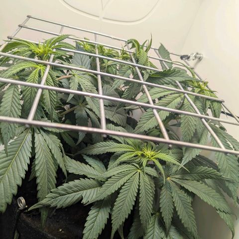 Frozen Black Cherry growlog timeline photo