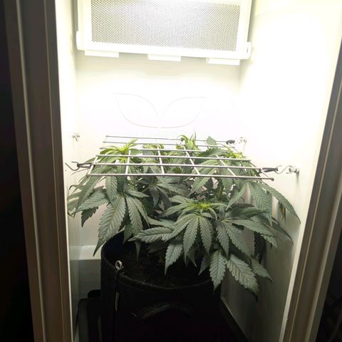 Frozen Black Cherry growlog timeline photo