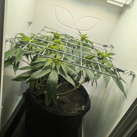 Frozen Black Cherry growlog timeline photo