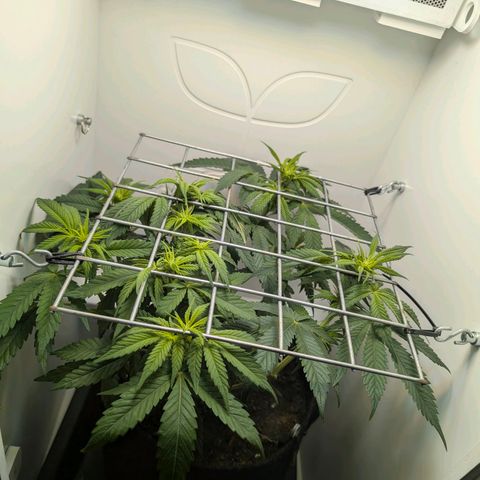 Frozen Black Cherry growlog timeline photo