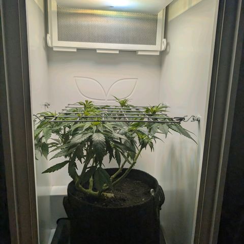 Frozen Black Cherry growlog timeline photo