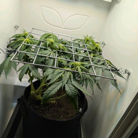 Frozen Black Cherry growlog timeline photo