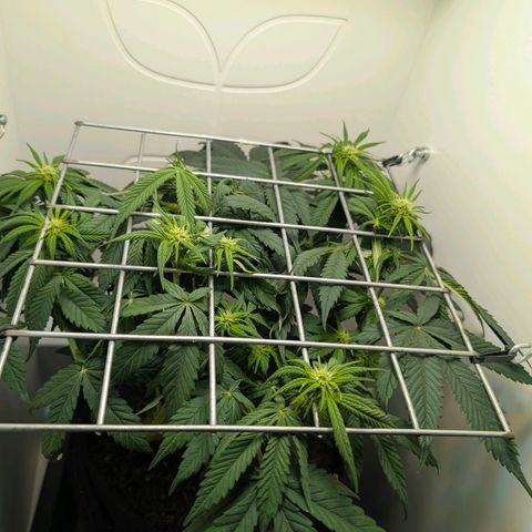 Frozen Black Cherry growlog timeline photo