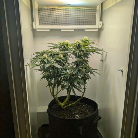 Frozen Black Cherry growlog timeline photo