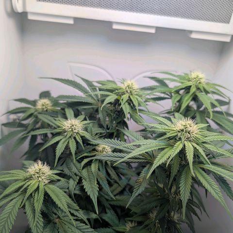 Frozen Black Cherry growlog timeline photo
