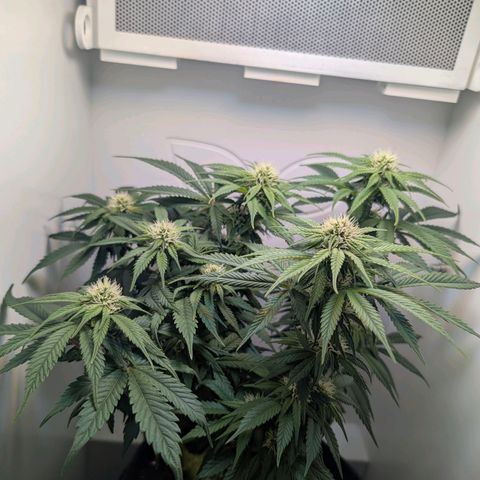 Frozen Black Cherry growlog timeline photo