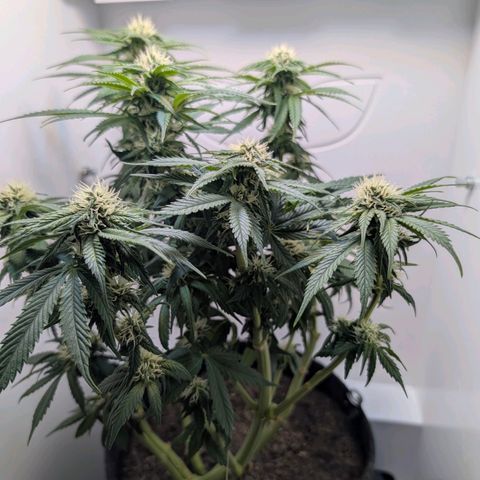 Frozen Black Cherry growlog timeline photo