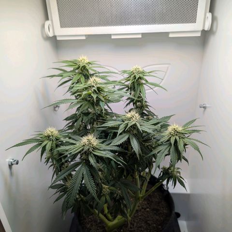 Frozen Black Cherry growlog timeline photo