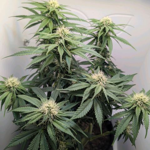 Frozen Black Cherry growlog timeline photo