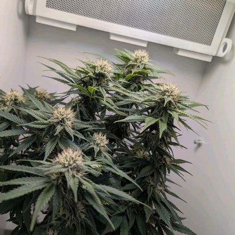 Frozen Black Cherry growlog timeline photo