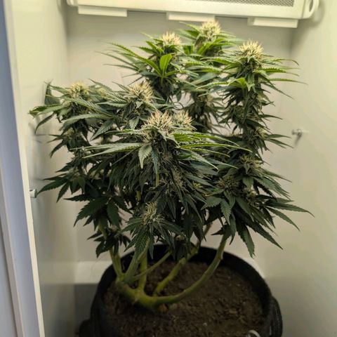 Frozen Black Cherry growlog timeline photo