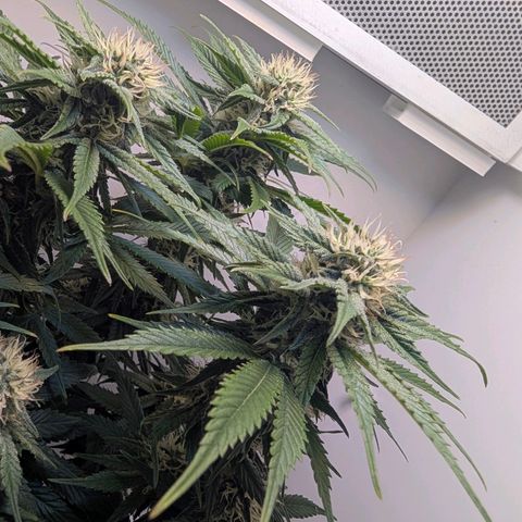 Frozen Black Cherry growlog timeline photo