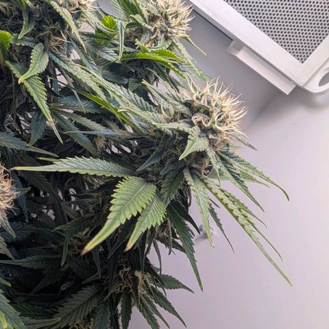 Frozen Black Cherry growlog timeline photo
