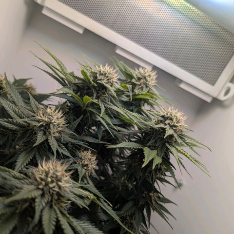 Frozen Black Cherry growlog timeline photo