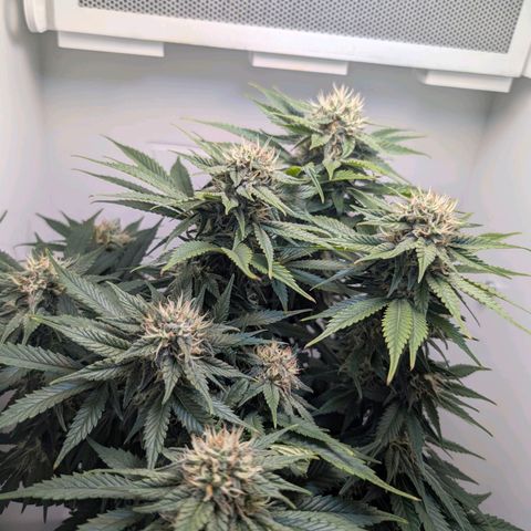 Frozen Black Cherry growlog timeline photo
