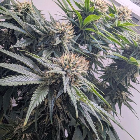 Frozen Black Cherry growlog timeline photo