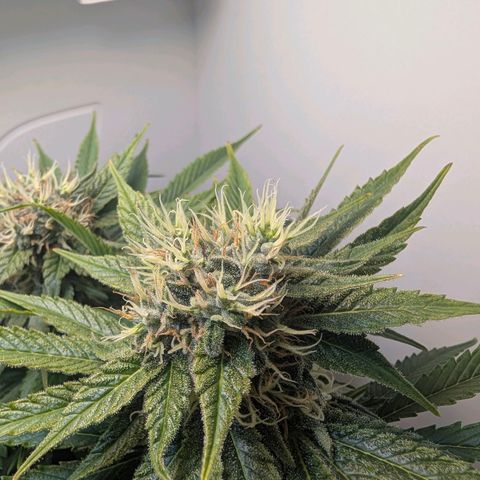 Frozen Black Cherry growlog timeline photo