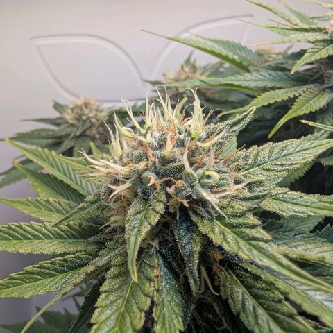 Frozen Black Cherry growlog timeline photo