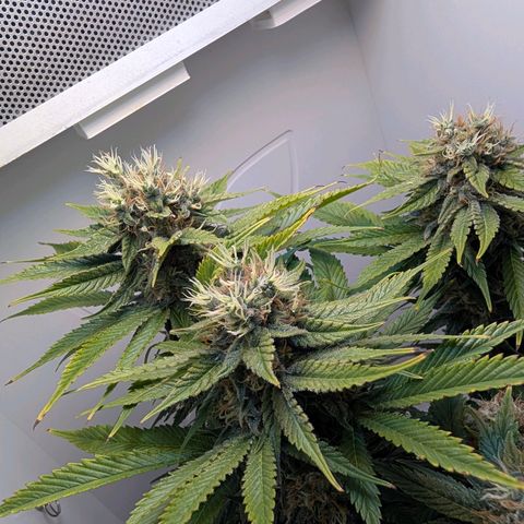 Frozen Black Cherry growlog timeline photo
