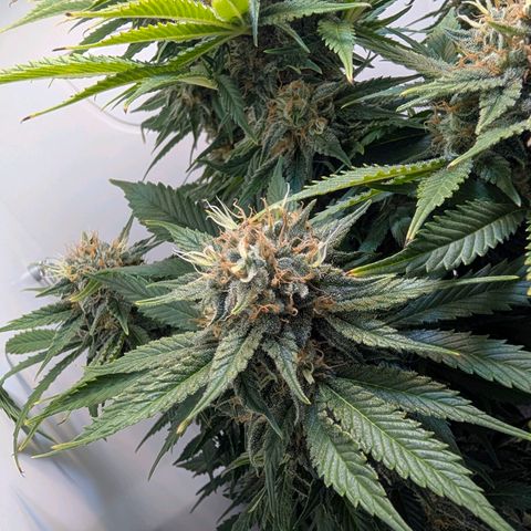 Frozen Black Cherry growlog timeline photo