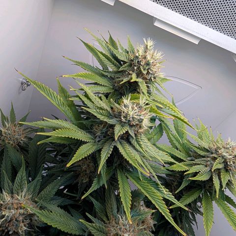 Frozen Black Cherry growlog timeline photo