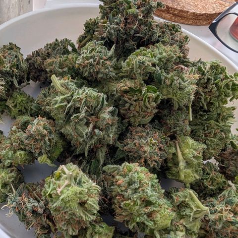 Frozen Black Cherry growlog timeline photo