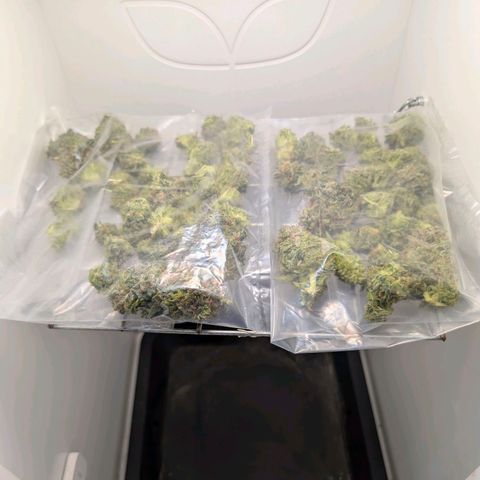 Frozen Black Cherry growlog timeline photo