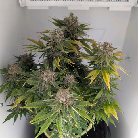 Frozen Black Cherry growlog timeline photo