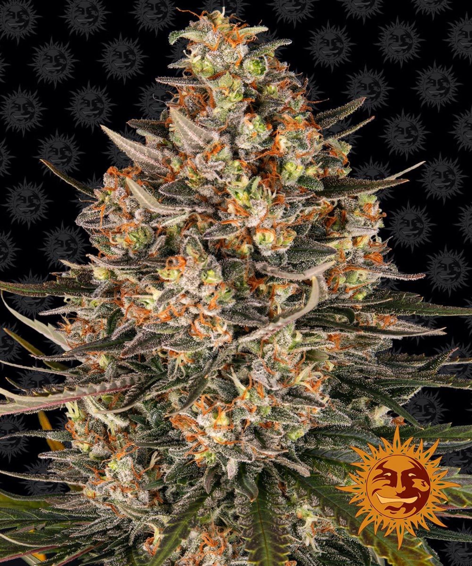 Lemon Drizzle (60-65 Days) growlog header