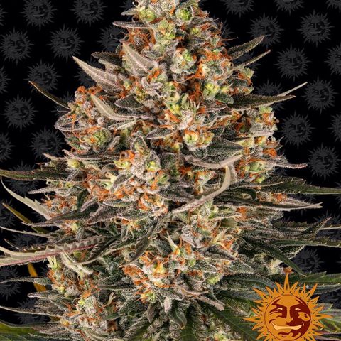 Lemon Drizzle (60-65 Days) growlog in Homebox Q120 Ambient 120x120x200cm