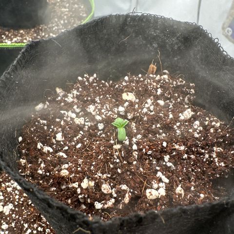Blueberry OG (55-65 Days) growlog timeline photo