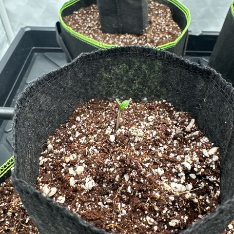 Runtz (55 - 60 Days) growlog timeline photo