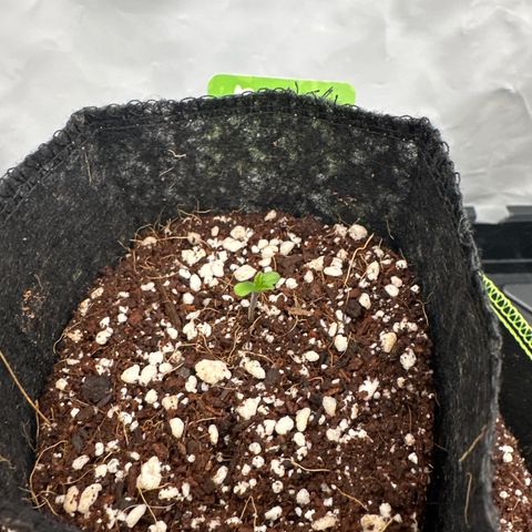 Kush Mintz (56-63 Days) growlog timeline photo