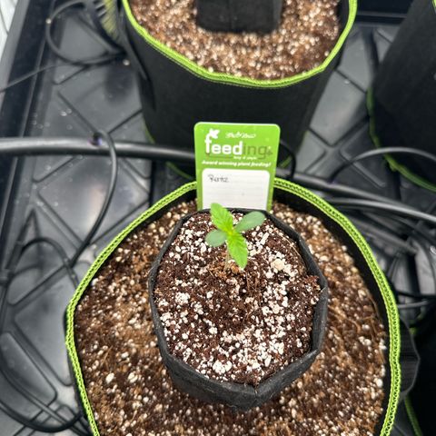 Runtz (55 - 60 Days) growlog timeline photo