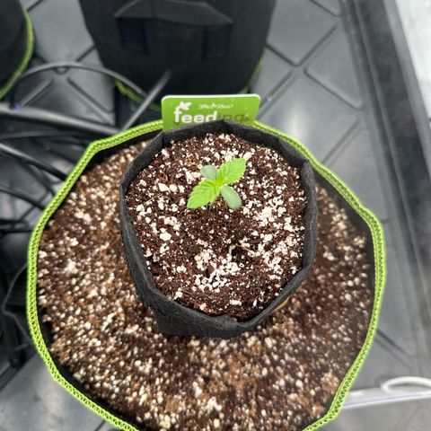 Blueberry OG (55-65 Days) growlog timeline photo
