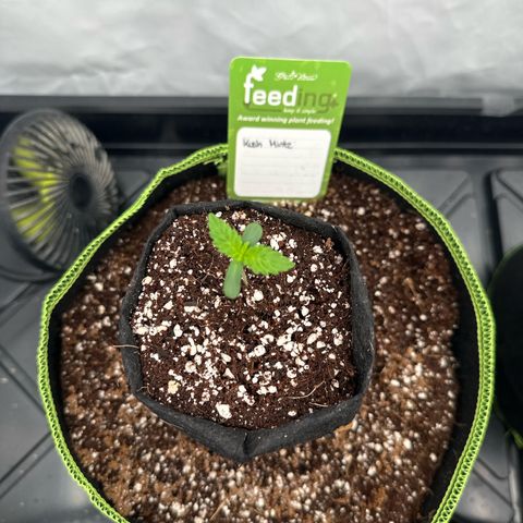Kush Mintz (56-63 Days) growlog timeline photo