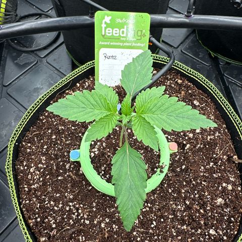 Runtz (55 - 60 Days) growlog timeline photo