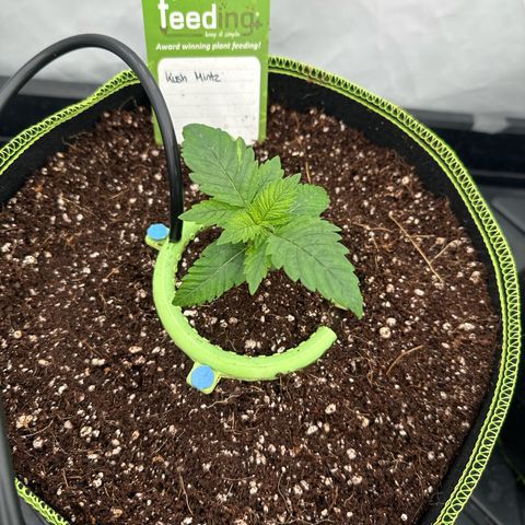 Kush Mintz (56-63 Days) growlog timeline photo
