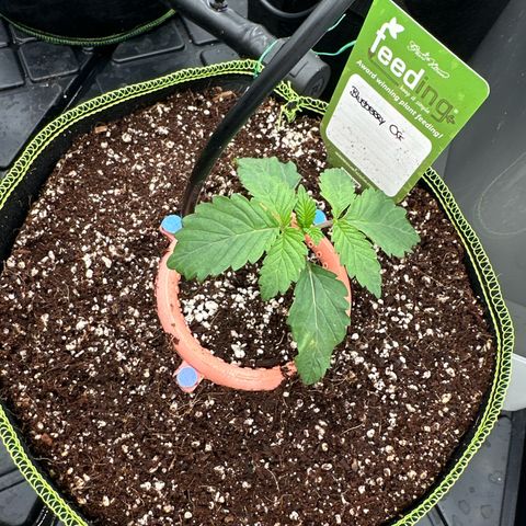 Blueberry OG (55-65 Days) growlog timeline photo